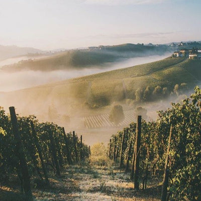 6 Must-visit Vineyards from a Wine Expert’s Bucket List